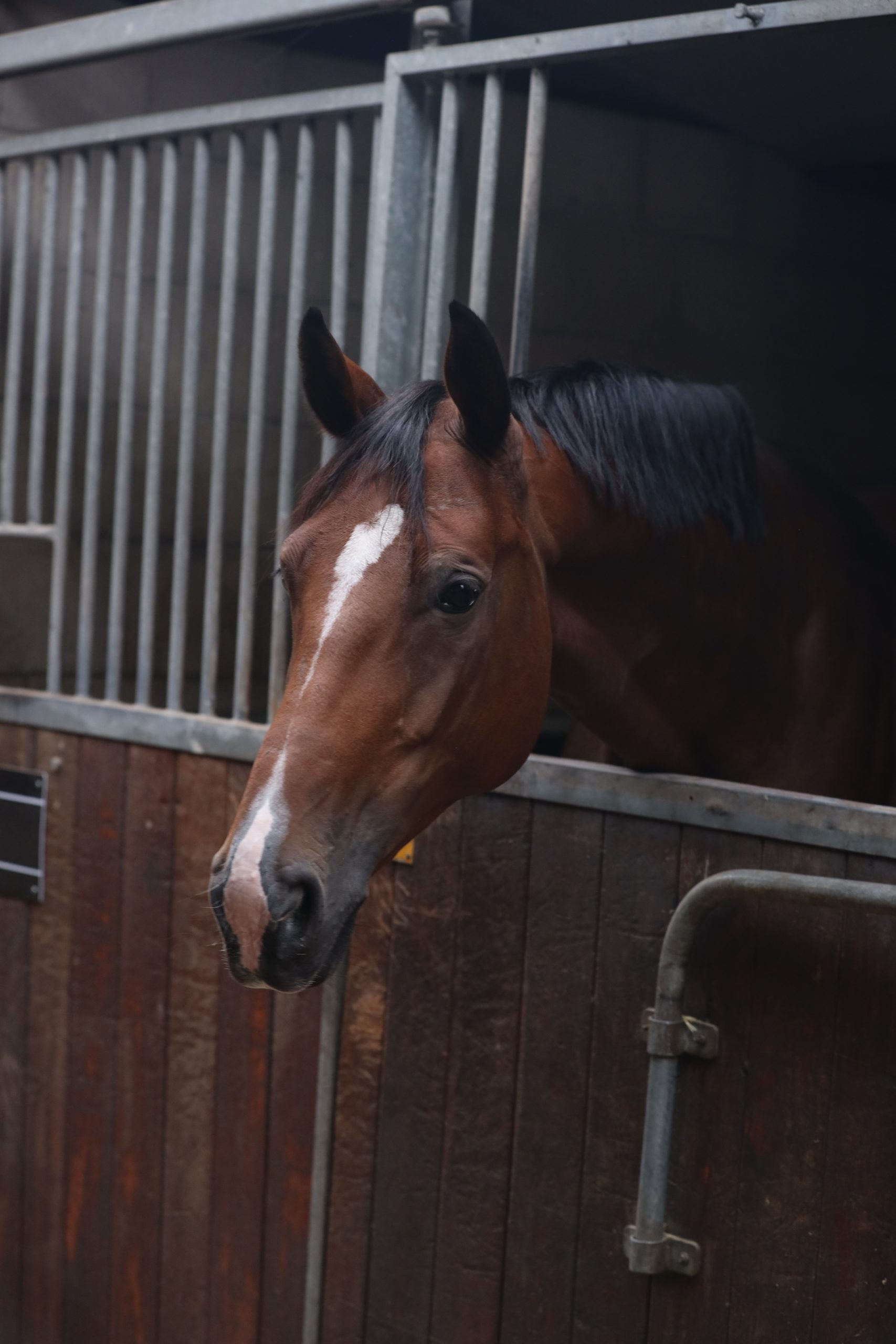 1Q6A1737 Molly