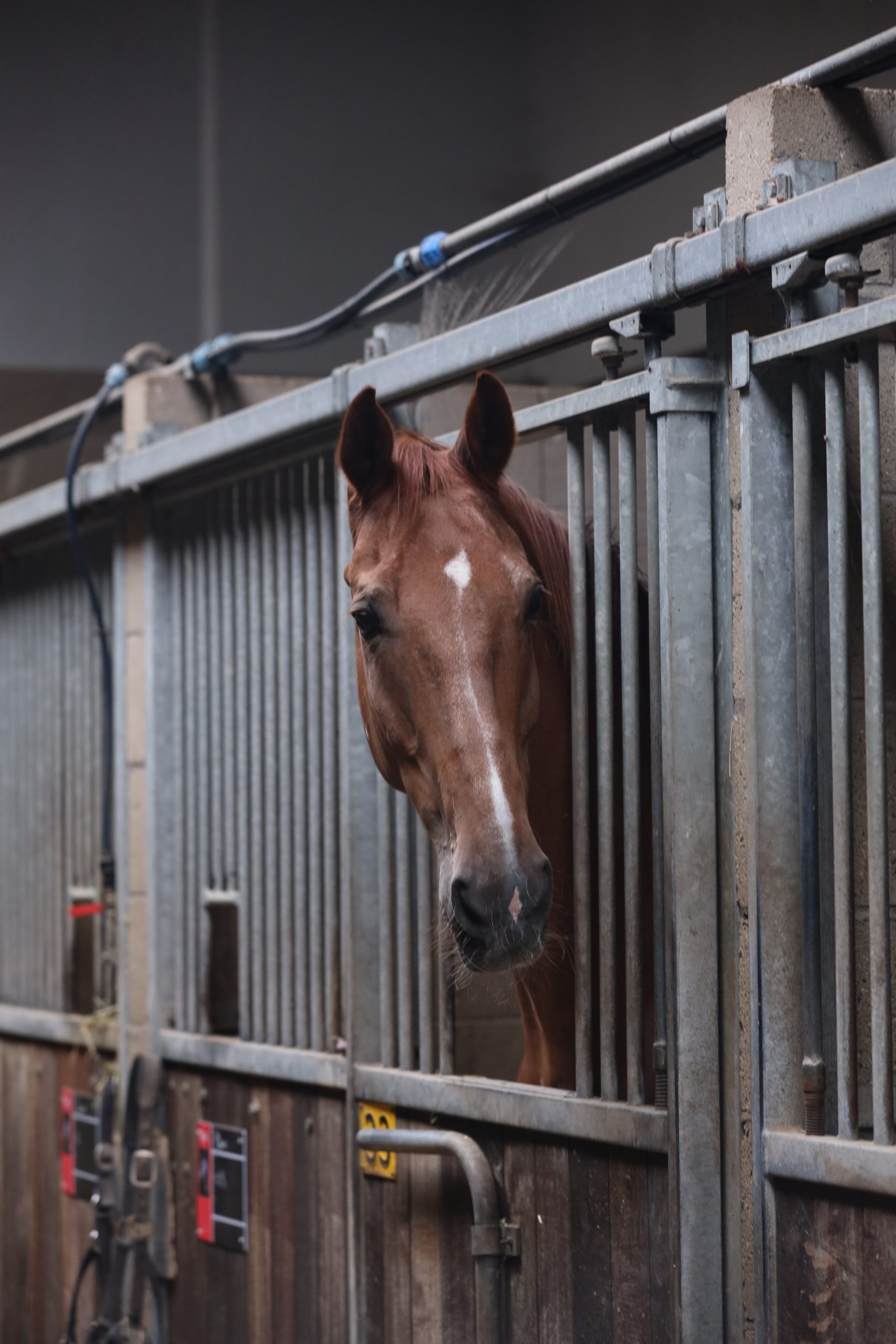 1Q6A1761 Bart
